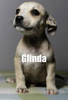 Glinda -  Chihuahua and Terrier Dog for Adoption in Irwin, Pennsylvania - Glinda | PetCurious