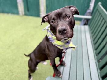 Mixed Breed Dogs Available for Adoption in New York, New York - Ottani | PetCurious
