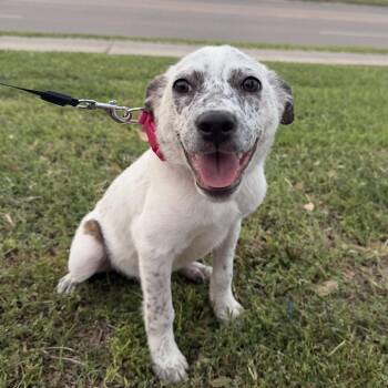 Australian Cattle Dog Blue Heeler Dogs Available for Adoption in Harlingen, Texas - Mina | PetCurious