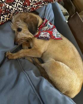 Benji -  Dachshund and Mixed Breed Dog for Adoption in New Orleans, Louisiana - Benji | PetCurious