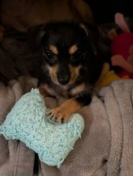 WINNIE -  Chihuahua and Terrier Dog for Adoption in Broomfield, Colorado - WINNIE | PetCurious