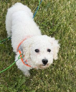 Bichon Frise Dogs Available for Adoption in Cedar Rapids, Iowa - Huck | PetCurious