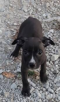 Picasso -  Pit Bull Terrier and Boston Terrier Dog for Adoption in Bolivar, Missouri - Picasso | PetCurious