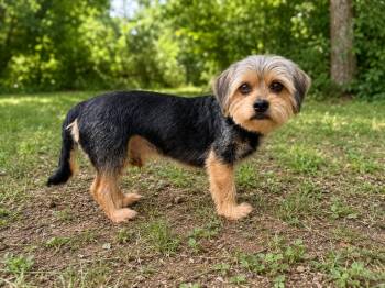Oliver -  Yorkshire Terrier and Dachshund Dog for Adoption in Chickamauga, Georgia - Oliver | PetCurious