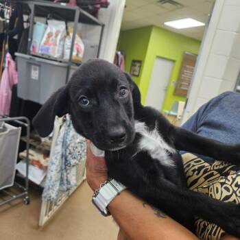 Junior -  Labrador Retriever and Mixed Breed Dog for Adoption in Corpus Christi, Texas - Junior | PetCurious