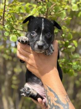 Australian Shepherd and Mixed Breed Dogs Available for Adoption in Morton Grove, Illinois - Dolly | PetCurious
