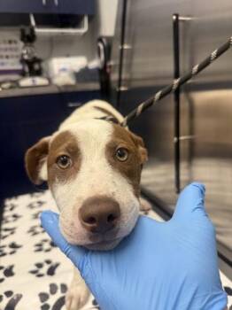 Labrador Retriever and Mixed Breed Dogs Available for Adoption in North Charleston, South Carolina - 05645b Naruto | PetCurious