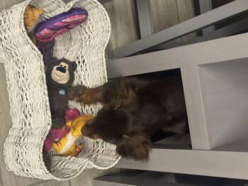 Snickers -  Australian Shepherd and Dachshund Dog for Adoption in Garland, Texas - Snickers | PetCurious