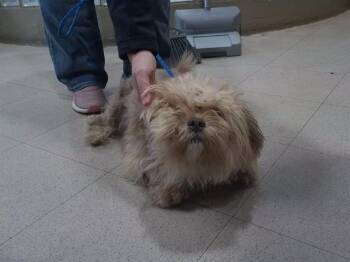 OUTBACK -  Shih Tzu and Mixed Breed Dog for Adoption - OUTBACK | PetCurious