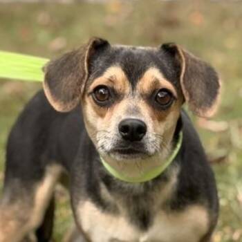 Rescue Chihuahua Dogs for Adoption in Locust Fork, Alabama - Agatha | PetCurious