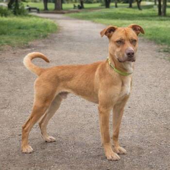 American Staffordshire Terrier Dogs Available for Adoption - Cooper | PetCurious