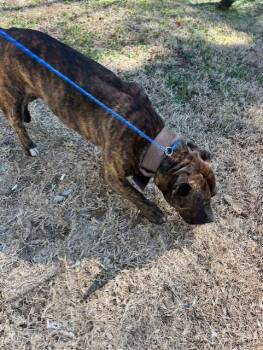 Pit Bull Terrier Dogs Available for Adoption - Aiken - 11044 | PetCurious