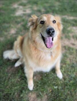 Collie Dogs Available for Adoption in Milton, Delaware - Beth Mae Idalia | PetCurious