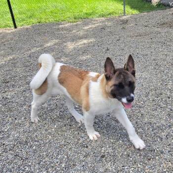 Ash -  Akita Dog for Adoption in Wappingers Falls, New York - Ash | PetCurious