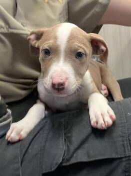 Pit Bull Terrier and Mixed Breed Dogs Available for Adoption in Seneca, South Carolina - Woody | PetCurious
