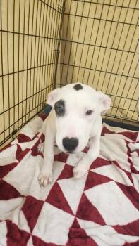 Rosalina -  Terrier and Mixed Breed Dog for Adoption in East Brookfield, Massachusetts - Rosalina | PetCurious
