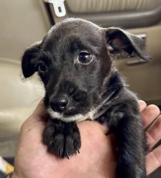 Tux -  Terrier Dog for Adoption in Jefferson, New Jersey - Tux | PetCurious