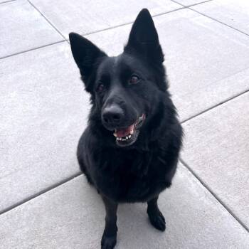 Riley -  German Shepherd Dog and Mixed Breed Dog for Adoption in Cheyenne, Wyoming - Riley | PetCurious