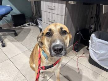 German Shepherd Dog Dogs Available for Adoption in Rowlett, Texas - ELSA | PetCurious