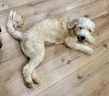 Carolina -  Goldendoodle Dog for Adoption in Severance, Colorado - Carolina | PetCurious