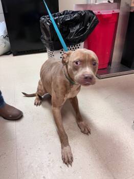 Rescue Mixed Breed Dogs for Adoption in Bossier City, Louisiana - Edin | PetCurious