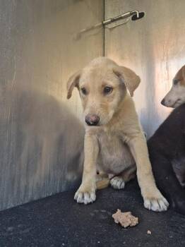 PEPPER -  Labrador Retriever Dog for Adoption in San Antonio, Texas - PEPPER | PetCurious