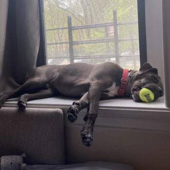 Miracle -  American Staffordshire Terrier and Mixed Breed Dog for Adoption in New York, New York - Miracle | PetCurious