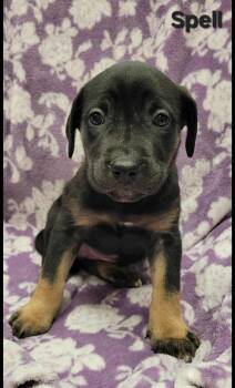 Rescue Shepherd Dogs for Adoption in Saint Clairsville, Ohio - Spell | PetCurious