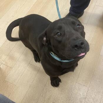 Dachshund and Labrador Retriever Dogs Available for Adoption in Spokane, Washington - Romeo | PetCurious