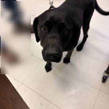 Arabella -  Mixed Breed Dog for Adoption in Davenport, Iowa - Arabella | PetCurious