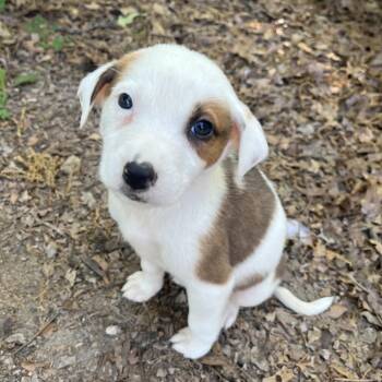 Australian Shepherd and Mixed Breed Dogs Available for Adoption in Rossville, Georgia - Lil | PetCurious