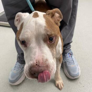 Lennon -  Pit Bull Terrier Dog for Adoption in Abilene, Texas - Lennon | PetCurious