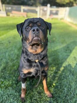 Buzz -  Rottweiler Dog for Adoption in Myerstown, Pennsylvania - Buzz | PetCurious
