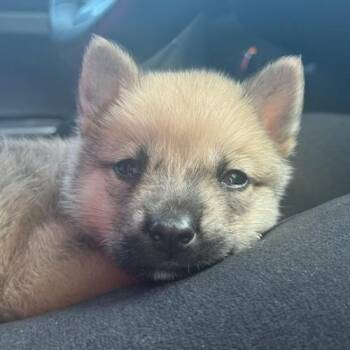 German Shepherd Dog Dogs Available for Adoption - Newt | PetCurious