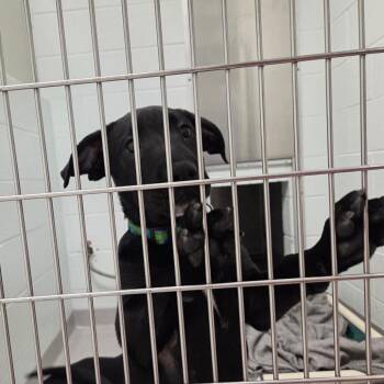 Retriever and Australian Cattle Dog Blue Heeler Dogs Available for Adoption - Coal | PetCurious