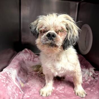 Kilian -  Shih Tzu Dog Available for Adoption in Northbrook, Illinois - Kilian | PetCurious