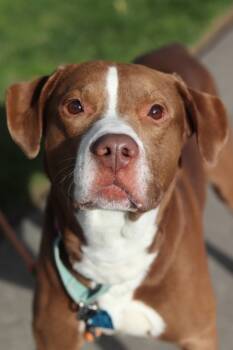 Rescue Mixed Breed Dogs for Adoption in Walla Walla, Washington - Steve | PetCurious