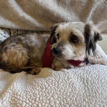Classic Root Beer 14256 -  Terrier Dog for Adoption in San Francisco, California - Classic Root Beer 14256 | PetCurious