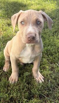 Cider -  Mixed Breed Dog for Adoption in Lapeer, Michigan - Cider | PetCurious