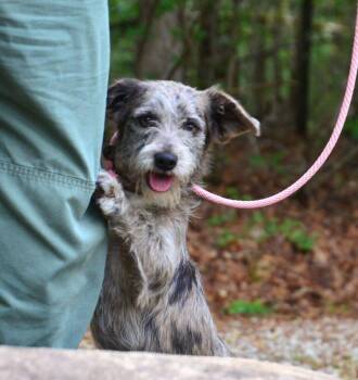 Dachshund Dogs Available for Adoption in Willingboro, New Jersey - Tali | PetCurious