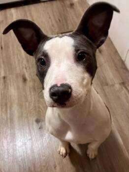 Sally Mae -  Terrier Dog for Adoption in Piedmont, Oklahoma - Sally Mae | PetCurious