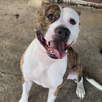 Rescue Pit Bull Terrier Dogs for Adoption in Waterloo, Iowa - Boog | PetCurious