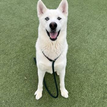 Siberian Husky Dogs Available for Adoption in Spring City, Pennsylvania - Mori | PetCurious