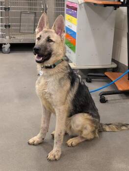 German Shepherd Dog Dogs Available for Adoption - BRONCO | PetCurious