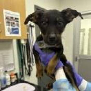 Terrier and Hound Dogs Available for Adoption in Clearwater, Florida - Bentley | PetCurious