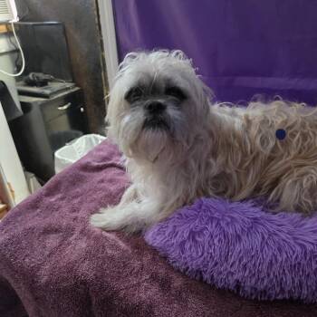 Ewok -  Shih Tzu and Mixed Breed Dog for Adoption in North Myrtle Beach, South Carolina - Ewok | PetCurious