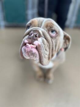 English Bulldog Dogs Available for Adoption in Chula Vista, California - A271338 | PetCurious