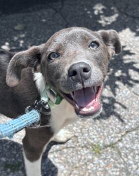 Hero in NH Come Meet our Adoptable Dogs Wed-Sat More Info in Bio -  Whippet and Beagle Dog for Adoption in Manchester, New Hampshire - Hero In NH Come Meet Our Adoptable Dogs Wed-Sat More Info In Bio | PetCurious