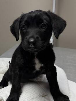 RAVEN -  Labrador Retriever and Mixed Breed Dog for Adoption in Redlands, California - RAVEN | PetCurious