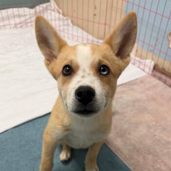 Juice Box -  Mixed Breed Dog for Adoption in Flagstaff, Arizona - Juice Box | PetCurious